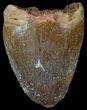 Cretaceous Fossil Crocodile Tooth - Morocco #50279-1